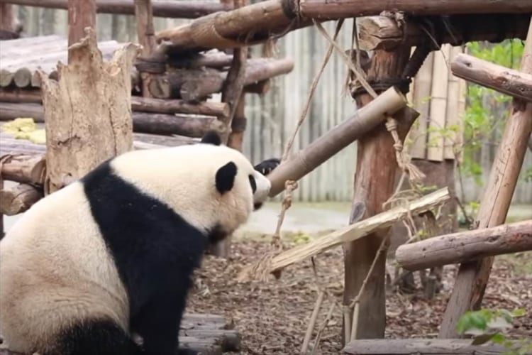 ハシゴをのぼろうとするお母さんパンダでしたが、うまくいかずジタバタしたりコロンッと転がったり・・・。その翻弄される様子はまるで子供みたい！！