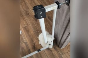 ペットゲートは開いているのに、固定用の柵の隙間を通ろうとして挟まったビション・フリーゼの子犬。パニック状態のこの子に救世主があらわれました！