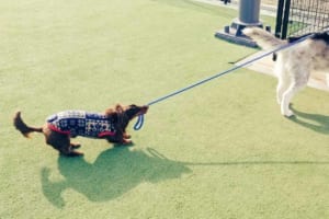 仲良しのダックスフンドに帰宅を阻止されるハスキー犬。「まだ遊びたいVSもう帰りたい」の姿を捉えた1枚に11万件以上のいいねが集まる大反響！！