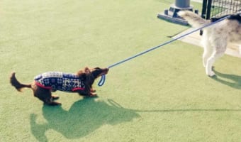 仲良しのダックスフンドに帰宅を阻止されるハスキー犬。「まだ遊びたいVSもう帰りたい」の姿を捉えた1枚に11万件以上のいいねが集まる大反響!!