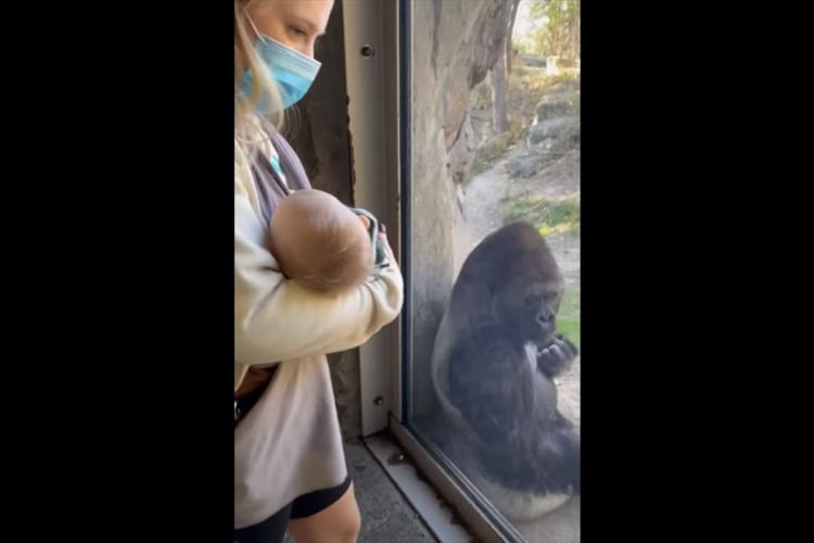 ガラス越しに見せた赤ちゃんへの優しさ。生まれて間もない飼育員さんのお子さんのそばに寄り、温かい眼差しを送るゴリラの姿にほっこり