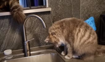 水を飲もうとしたら頭から被ったり、窓枠に飛び乗ろうとしたら届かなかったり。キッチンで遊ぶ猫はなんだか失敗ばかり・・・。そんな日もあるよね！！