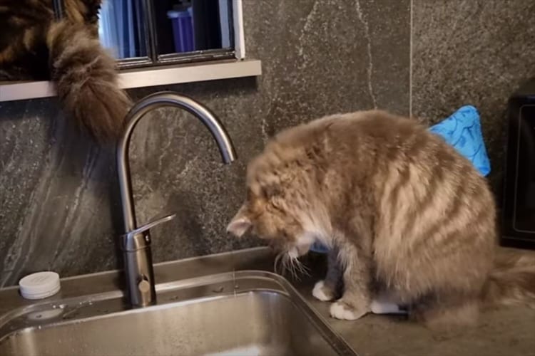 水を飲もうとしたら頭から被ったり、窓枠に飛び乗ろうとしたら届かなかったり。キッチンで遊ぶ猫はなんだか失敗ばかり・・・。そんな日もあるよね！！