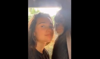 女の子が顔を寄せると、ぎゅっと抱きしめてくれるチンパンジー。その優しさで包みこむような姿が尊い