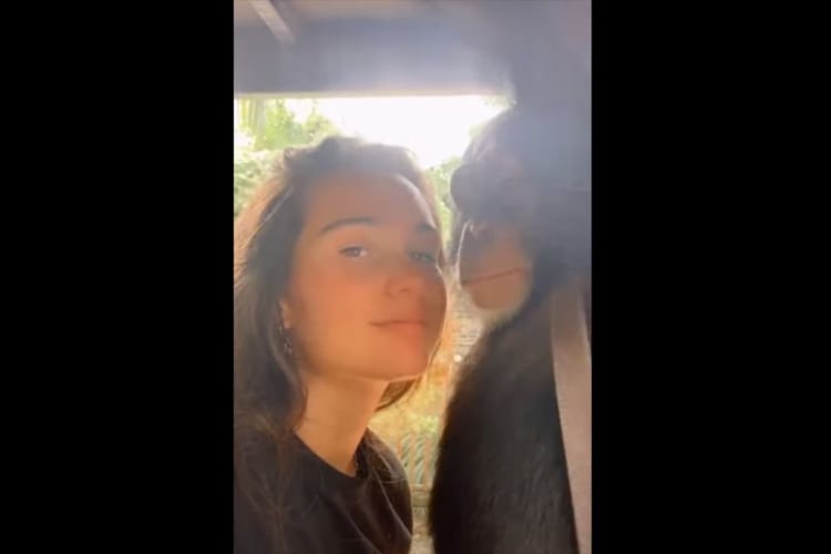 女の子が顔を寄せると、ぎゅっと抱きしめてくれるチンパンジー。その優しさで包みこむような姿が尊い