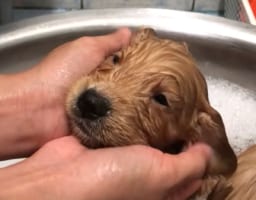 生後4週間の子犬。初めてのお風呂で顔や耳をマッサージしてもらって気持ちいいみたい！ウトウトしていて今にも寝ちゃいそう！！
