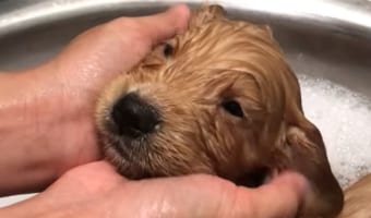 生後4週間の子犬。初めてのお風呂で顔や耳をマッサージしてもらって気持ちいいみたい!ウトウトしていて今にも寝ちゃいそう!!