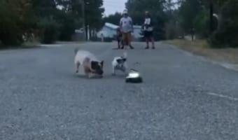 ラジコンカーを追いかける2匹の犬。元気なこの子達がラジコンカーに追いついた結果・・・