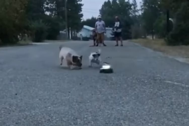 ラジコンカーを追いかける2匹の犬。元気なこの子達がラジコンカーに追いついた結果・・・