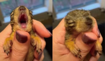 たくさん寝て、いっぱい食べて元気に大きくなってね!おねむな赤ちゃんリスが大きなあくび!お昼寝するその姿がとても愛らしい