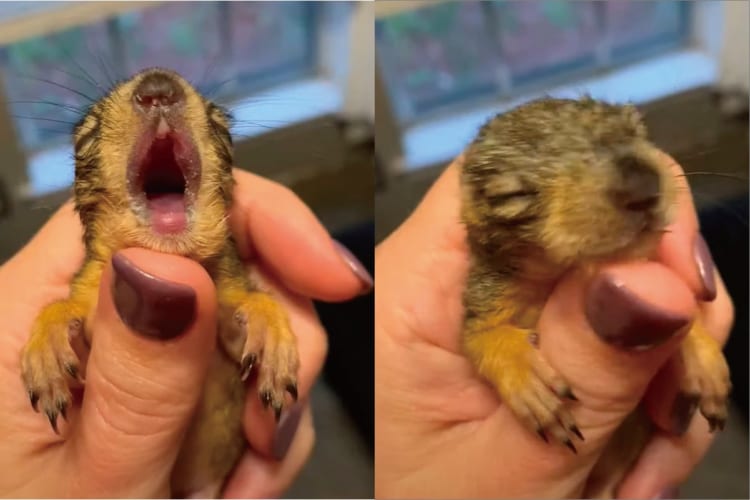 たくさん寝て、いっぱい食べて元気に大きくなってね！おねむな赤ちゃんリスが大きなあくび！お昼寝するその姿がとても愛らしい