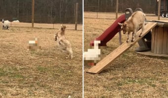 慌てたように走るヤギ。その後ろにはヤギに襲いかかる『あの生き物』の姿が！ヤギは少し高いところに逃げこみましたが・・・、そこで大丈夫なの？