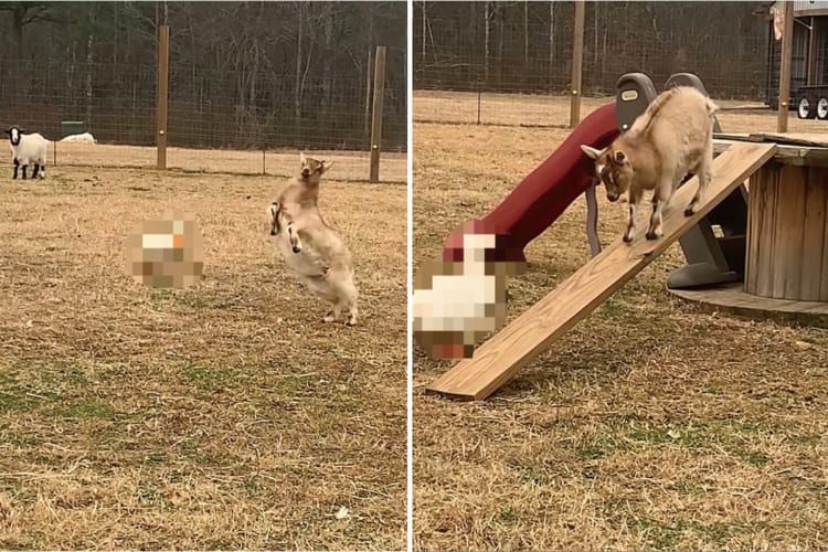 慌てたように走るヤギ。その後ろにはヤギに襲いかかる『あの生き物』の姿が！ヤギは少し高いところに逃げこみましたが・・・、そこで大丈夫なの？