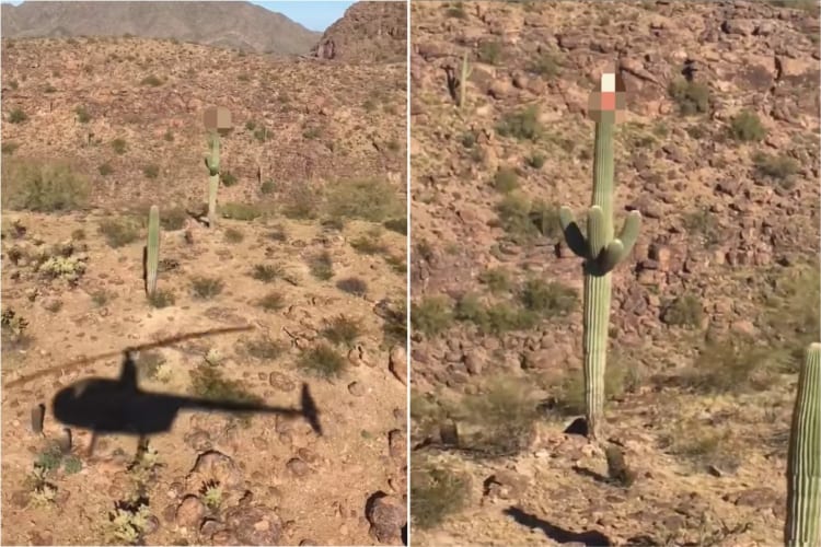 一体誰が何のために？どうやって！？巨大なサボテンにイタズラ？！頭にあるものを被された「ご機嫌なサボテン」が発見される！