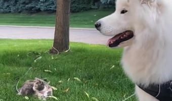 猫が大好きすぎるサモエド。道端で猫を見かけると目が釘付けになり散歩もままならなくなるこの子のために、猫をお迎えしてみたら・・・