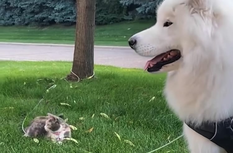 猫が大好きすぎるサモエド。道端で猫を見かけると目が釘付けになり散歩もままならなくなるこの子のために、猫をお迎えしてみたら・・・