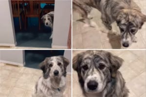 シンクから水を抜く音をごはんの合図だと思っている犬たち。今日も水が流れた音がすると「ごはんどこ？」といいたげな顔で姿をあらわしました