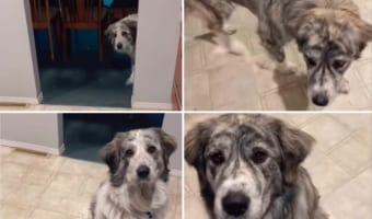 シンクから水を抜く音をごはんの合図だと思っている犬たち。今日も水が流れた音がすると「ごはんどこ？」といいたげな顔で姿をあらわしました