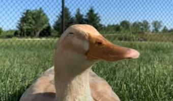 うららかな陽射しの中、そよ風にうたれるアヒル。そんな場所で日向ぼっこをしていたら当然ウトウトしてしまうわけで・・・かわいく船を漕いでいました