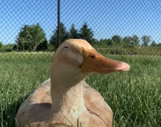 うららかな陽射しの中、そよ風にうたれるアヒル。そんな場所で日向ぼっこをしていたら当然ウトウトしてしまうわけで・・・かわいく船を漕いでいました