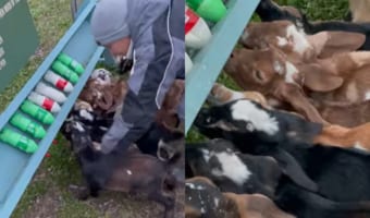 まさに職人芸！赤ちゃんヤギのミルクタイム、ヤギたちがわちゃわちゃしそうになるところを、牧場のスタッフさんが見事に誘導します！！