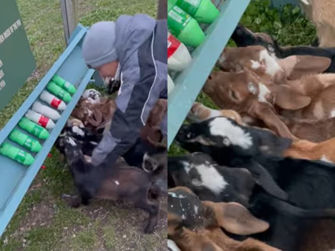 まさに職人芸！赤ちゃんヤギのミルクタイム、ヤギたちがわちゃわちゃしそうになるところを、牧場のスタッフさんが見事に誘導します！！