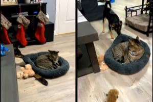 「それ僕の！どいて！！」「絶対にどかニャい！」ベッドを返して欲しい子犬と断固拒否して居座る猫。激しい攻防戦が繰り広げられるのでした