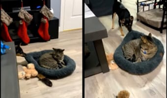 「それ僕の!どいて!!」「絶対にどかニャい!」ベッドを返して欲しい子犬と断固拒否して居座る猫。激しい攻防戦が繰り広げられるのでした