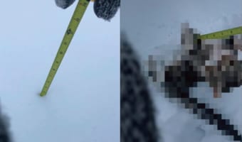 どれだけ積もったか調べたいのに・・・。雪の深さをメジャーで測ろうとしたら、とてもかわいいお邪魔虫がメジャーに向かって突進してきました!!