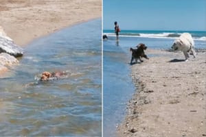 流れが急で泳ぐのに苦労している子犬の救助にあらわれたのは、体格のしっかりした犬。無事に砂浜に上がると、二匹はさっそくかけっこをはじめました！