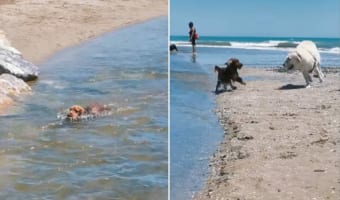 レスキューわんこ!流されそうになる小型犬!救助に現れたのはヒーローは