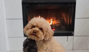 2匹は仲良し!お友達のことをぎゅっと抱きしめる犬の姿が尊い。その仲良しっぷりを見せつけられているようです