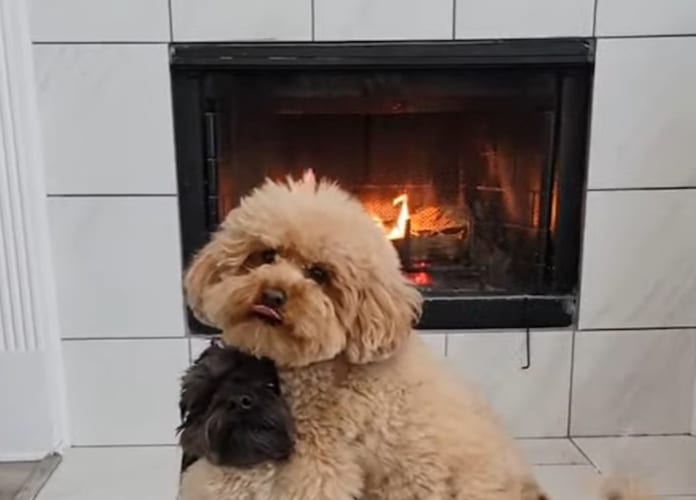 2匹は仲良し！お友達のことをぎゅっと抱きしめる犬の姿が尊い。その仲良しっぷりを見せつけられているようです