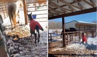 生まれて2日目の子馬。初めて厩舎を出ましたが初めて見る外の世界で・・・、さっそくハプニングに遭ってしまいました!!