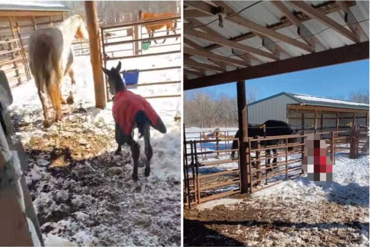 生まれて2日目の子馬。初めて厩舎を出ましたが初めて見る外の世界で・・・、さっそくハプニングに遭ってしまいました！！