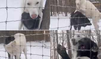 仲間のことが大好きすぎるウルフドッグ。その愛情表現があまりにも凄まじすぎて・・・、もしかしてお相手も引き気味？