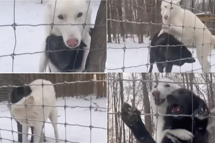 仲間のことが大好きすぎるウルフドッグ。その愛情表現があまりにも凄まじすぎて・・・、もしかしてお相手も引き気味？