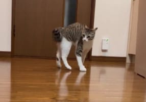 愛猫のかわいい姿を動画で撮りたかった飼い主さん。ところが『やんのかステップ』でオラオラ詰め寄ってきた愛猫に、見事にやられてしまうのでした