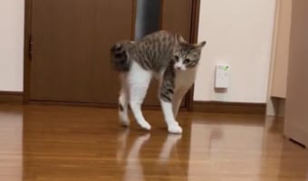 愛猫のかわいい姿を動画で撮りたかった飼い主さん。ところが『やんのかステップ』でオラオラ詰め寄ってきた愛猫に、見事にやられてしまうのでした