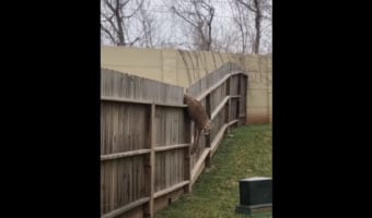 なんでそんなところに？！裏庭のフェンスに引っかかっていたシカ。なんとかして助けてあげなきゃ！！