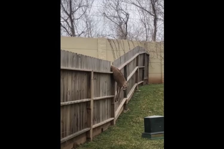 なんでそんなところに？！裏庭のフェンスに引っかかっていたシカ。なんとかして助けてあげなきゃ！！