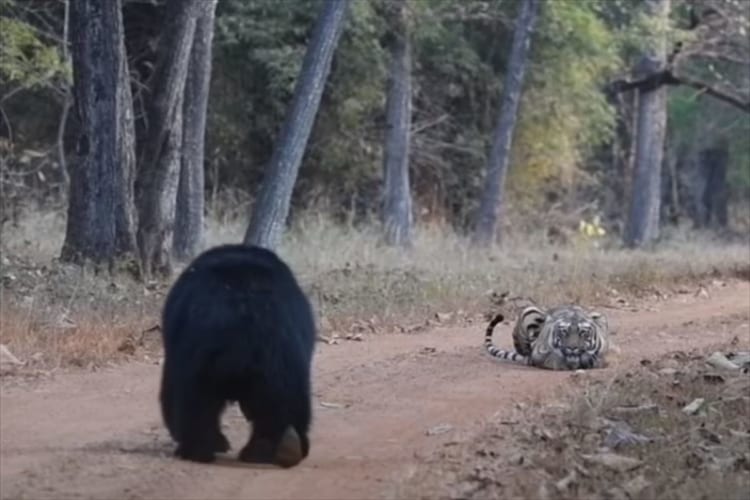 クマとトラが対峙した緊迫の瞬間。クマが立ち上がり威嚇しますが・・・、なんだかトラのリアクションが思っていたより薄いような？