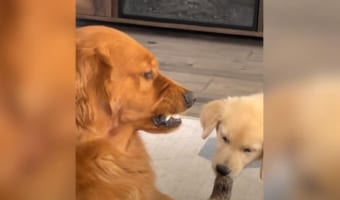 子犬が、自分のおやつをくわえているのをじっとガマンして見つめるゴールデンレトリバー。しかし、その時の感情が顔に出すぎ！