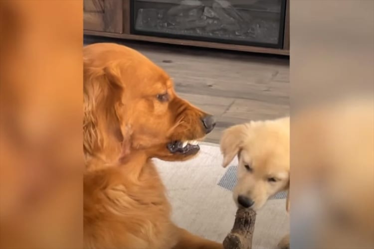 子犬が、自分のおやつをくわえているのをじっとガマンして見つめるゴールデンレトリバー。しかし、その時の感情が顔に出すぎ！