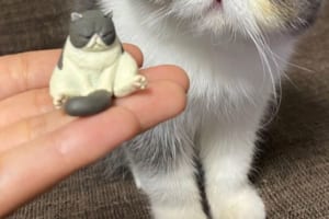 カプセルフィギュアの猫の横にいるエキゾチックショートヘアがそっくり！？この猫がかわいすぎてTwitterで15万いいねを集める人気者に！！