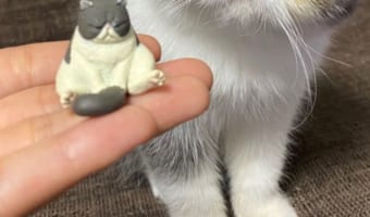 カプセルフィギュアの猫の横にいるエキゾチックショートヘアがそっくり！？この猫がかわいすぎてTwitterで15万いいねを集める人気者に！！