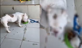 愛犬が食事中のフードボウルに子猫が潜り込んじゃった!!気が優しいのか、犬はボウルを遊び場として譲り、こぼれたごはんを食べはじめるのでした