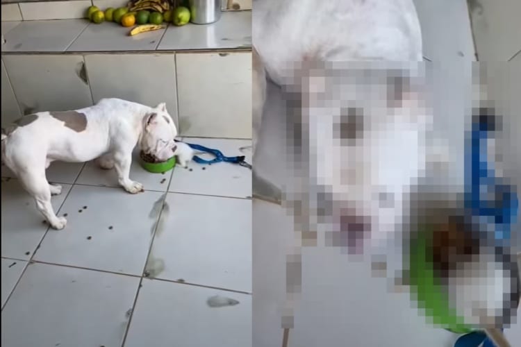 愛犬が食事中のフードボウルに子猫が潜り込んじゃった！！気が優しいのか、犬はボウルを遊び場として譲り、こぼれたごはんを食べはじめるのでした