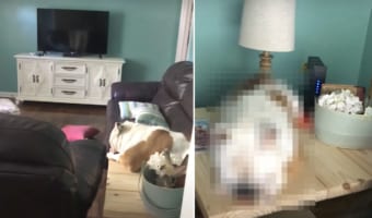 ソファではなく、その隣のテーブルの上で丸くなっているブルドッグ。とはいえ、とても気持ちよさそうにスヤスヤお昼寝しています。