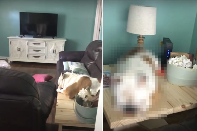 ソファではなく、その隣のテーブルの上で丸くなっているブルドッグ。とはいえ、とても気持ちよさそうにスヤスヤお昼寝しています。